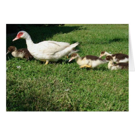 Muscovy Hen en Ducklings (Voorkant Horizontaal)