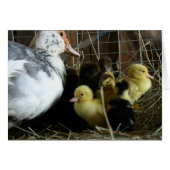 Muscovy Hen en Ducklings (Voorkant Horizontaal)