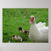 Muscovy Hen en Ducklings Poster (Voorkant)