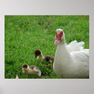 Muscovy Hen en Ducklings Poster