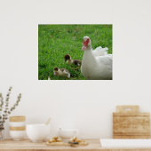 Muscovy Hen en Ducklings Poster (Keuken)