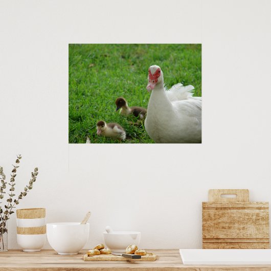Muscovy Hen en Ducklings Poster (Keuken)
