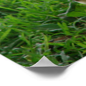 Muscovy Hen en Ducklings Poster (Hoek)