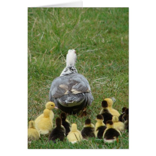 Muscovy Hen Leading Ducklings (Voorkant)