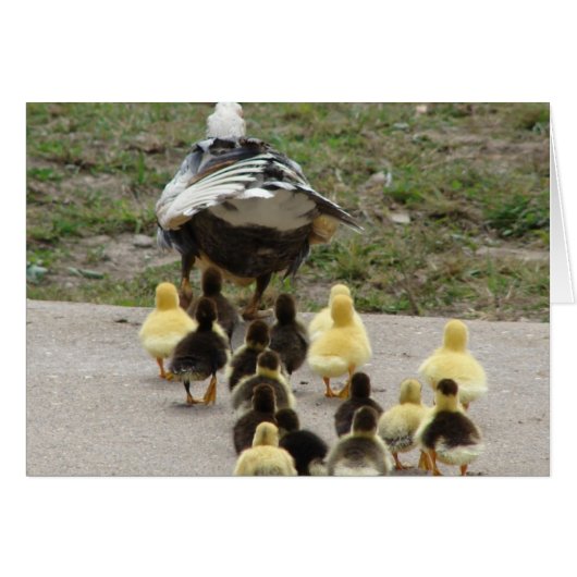 Muscovy Hen Leading Ducklings (Voorkant Horizontaal)