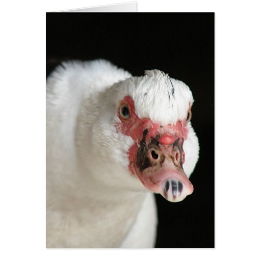 Muscovy Hen Stare Down (Voorkant)