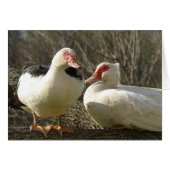 Muscovy Hens (Voorkant Horizontaal)