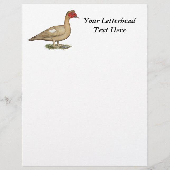 Muscovy Light Chocolate Drake (Voorkant)