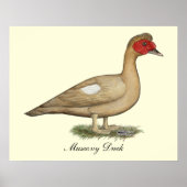 Muscovy Light Chocolate Drake Poster (Voorkant)