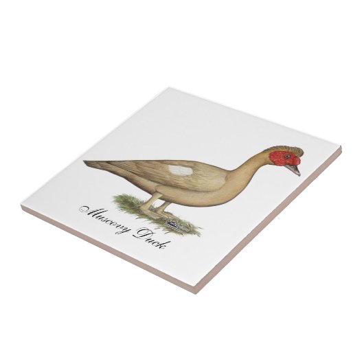 Muscovy Light Chocolate Drake Tegeltje (Zijkant)