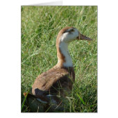 Muscovy Mule Duck (Voorkant)