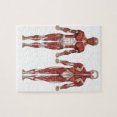 Musculair stelsel, voor- en achterzijde legpuzzel (Horizontaal)