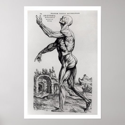 Musculatuur Structuur van een Man (b/w neg & print (Voorkant)