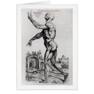 Musculatuur Structuur van een Man (b/w neg & print