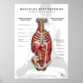 Músculos Respiratorios Poster (Voorkant)