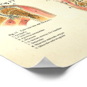 Músculos y Articulaciones Anatomia Spaans Poster (Hoek)