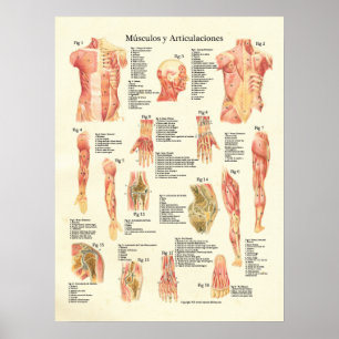 Músculos y Articulaciones Anatomia Spaans Poster