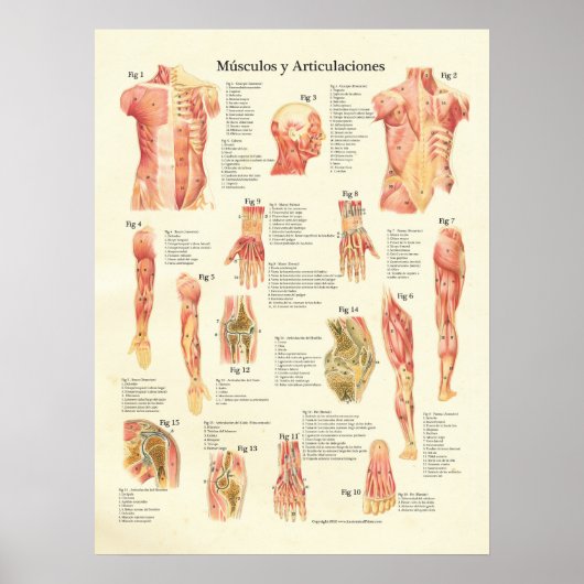 Músculos y Articulaciones Anatomia Spaans Poster (Voorkant)