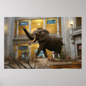 Museum voor Natuurhistorie Elephant Poster (Voorkant)