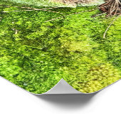 Mushroom en Moss Foto Poster (Hoek)