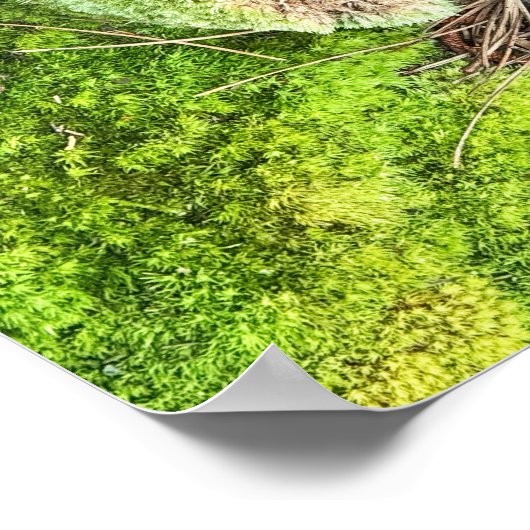 Mushroom en Moss Foto Poster (Hoek)