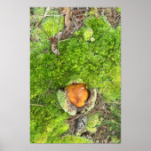 Mushroom en Moss Foto Poster (Voorkant)