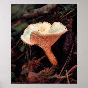 Mushroom Essence Print -20x24 -andere maten ook