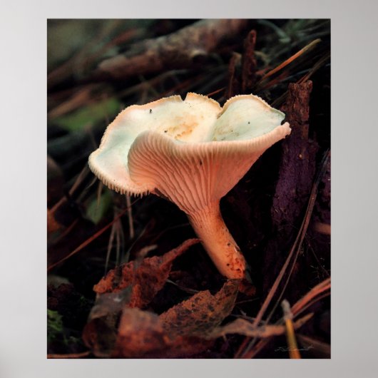 Mushroom Essence Print -20x24 -andere maten ook (Voorkant)