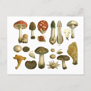 Mushroom Fungus Fungi  Briefkaart
