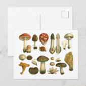 Mushroom Fungus Fungi  Briefkaart (Voorkant / Achterkant)