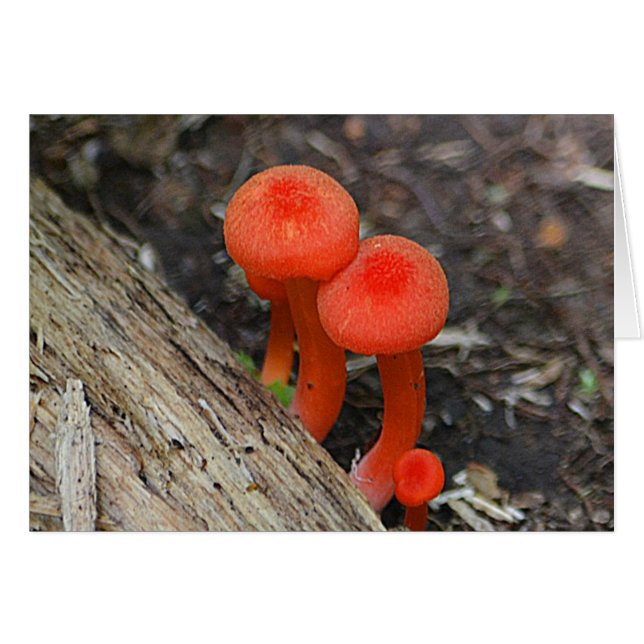 Mushroom Notecard (Voorkant Horizontaal)