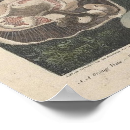  Mushroom Scientific Journal Art Poster (Hoek)