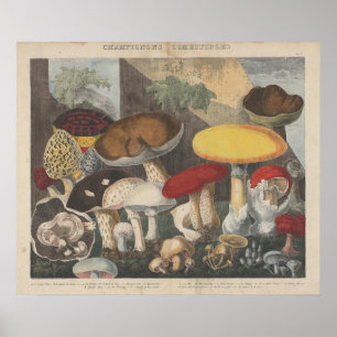  Mushroom Scientific Journal Art Poster