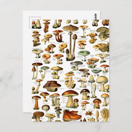MUSHROOMMEN 4 BRIEFKAART (Voorkant / Achterkant)