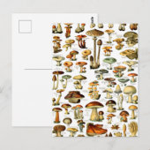 MUSHROOMMEN 4 BRIEFKAART (Voorkant / Achterkant)