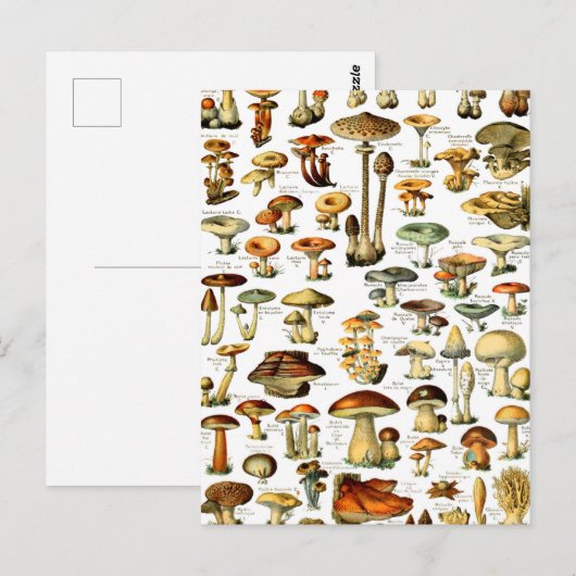 MUSHROOMMEN 4 BRIEFKAART (Voorkant / Achterkant)