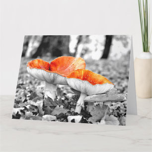 Mushrooms Adelaide Hills Giant Art Kaart