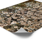 MUSHROOMS BIG ISLAND HAWAII POSTER (Hoek)