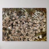 MUSHROOMS BIG ISLAND HAWAII POSTER (Voorkant)