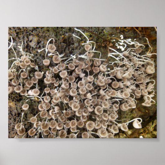 MUSHROOMS BIG ISLAND HAWAII POSTER (Voorkant)