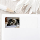 Musical Cat Return Address Labels (Insitu)