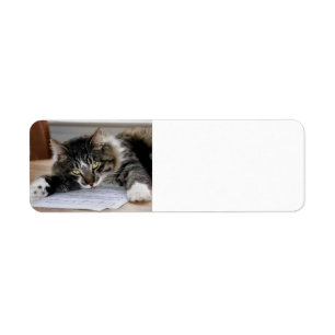 Musical Cat Return Address Labels