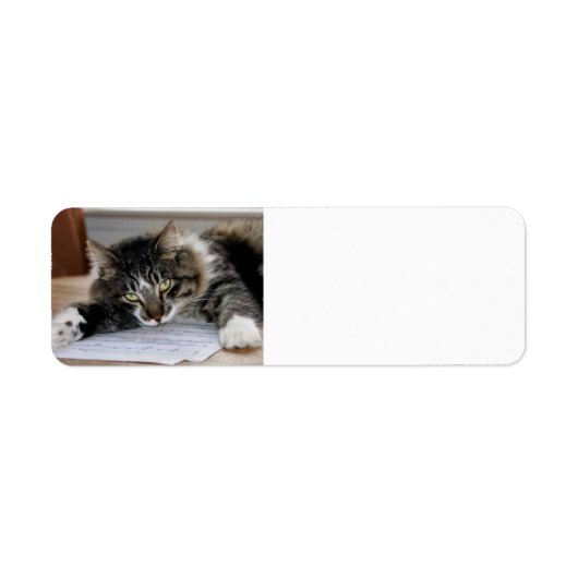 Musical Cat Return Address Labels (Voorkant)