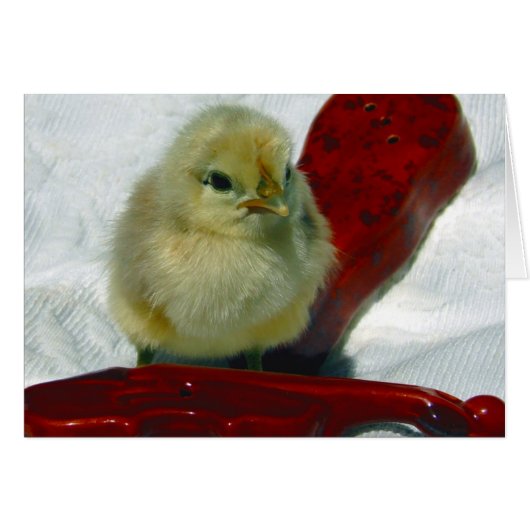 Musical Chick (Voorkant Horizontaal)