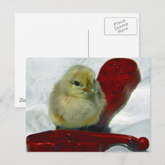 Musical Chick Briefkaart (Voorkant / Achterkant)