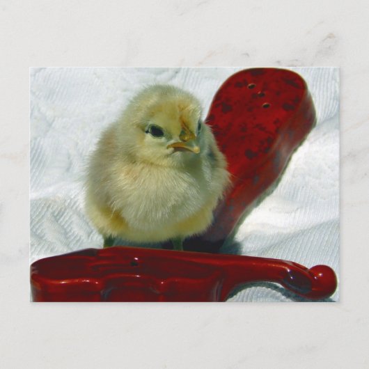 Musical Chick Briefkaart (Voorkant)