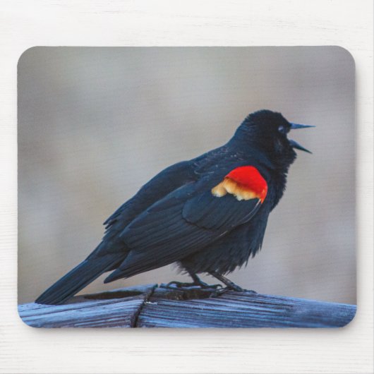 Musical Redwing Blackbird in Marsh Muismat (Voorkant)