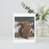 Musical Squirrel Post card Briefkaart (Staand voorkant)