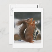 Musical Squirrel Post card Briefkaart (Voorkant / Achterkant)