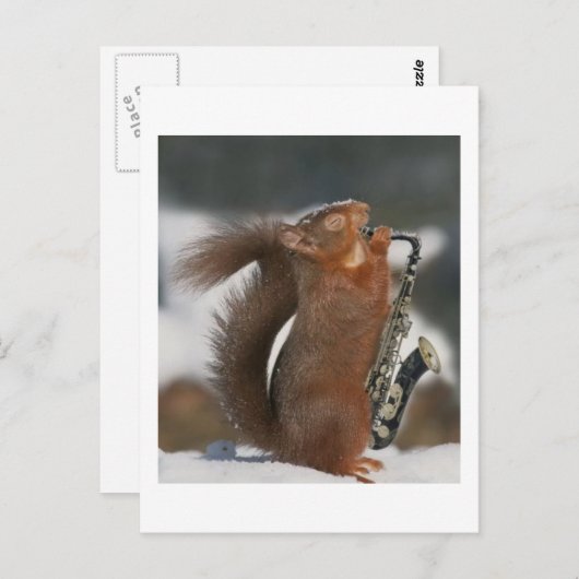 Musical Squirrel Post card Briefkaart (Voorkant / Achterkant)